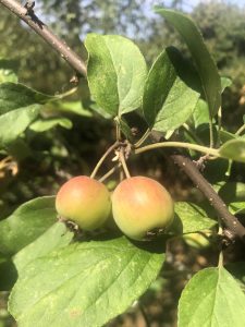 August crab apples which start to ripe