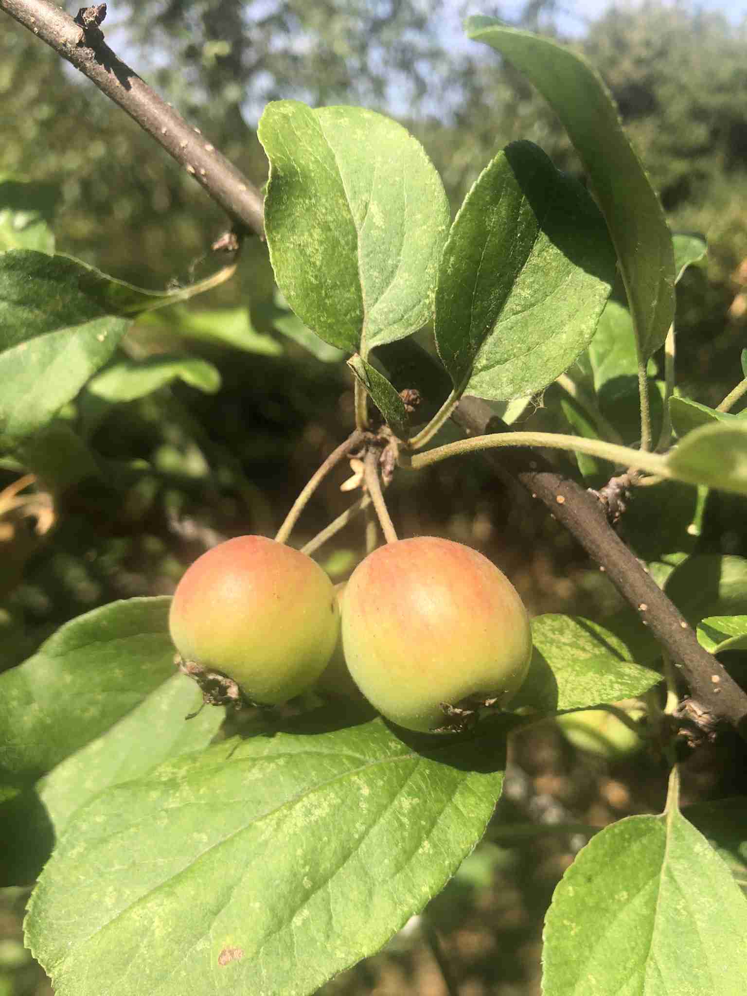 August crab apples which start to ripe