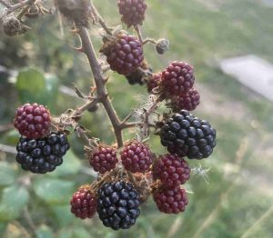 Ripening blackberries on a bush
