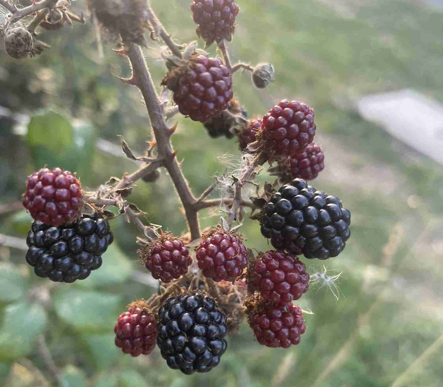 Ripening blackberries on a bush