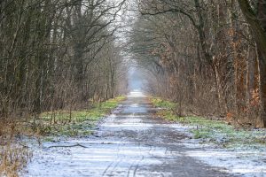 Winter path in the forest