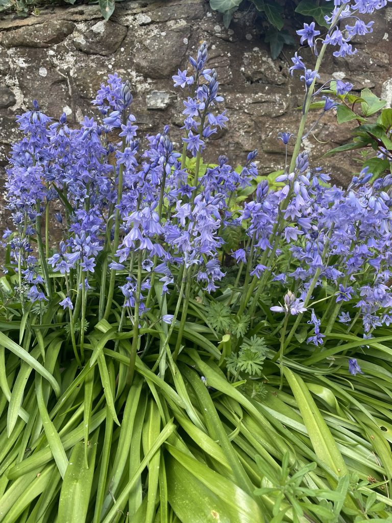A Simple Spring Activity for Kids: Bluebell Forest Trail