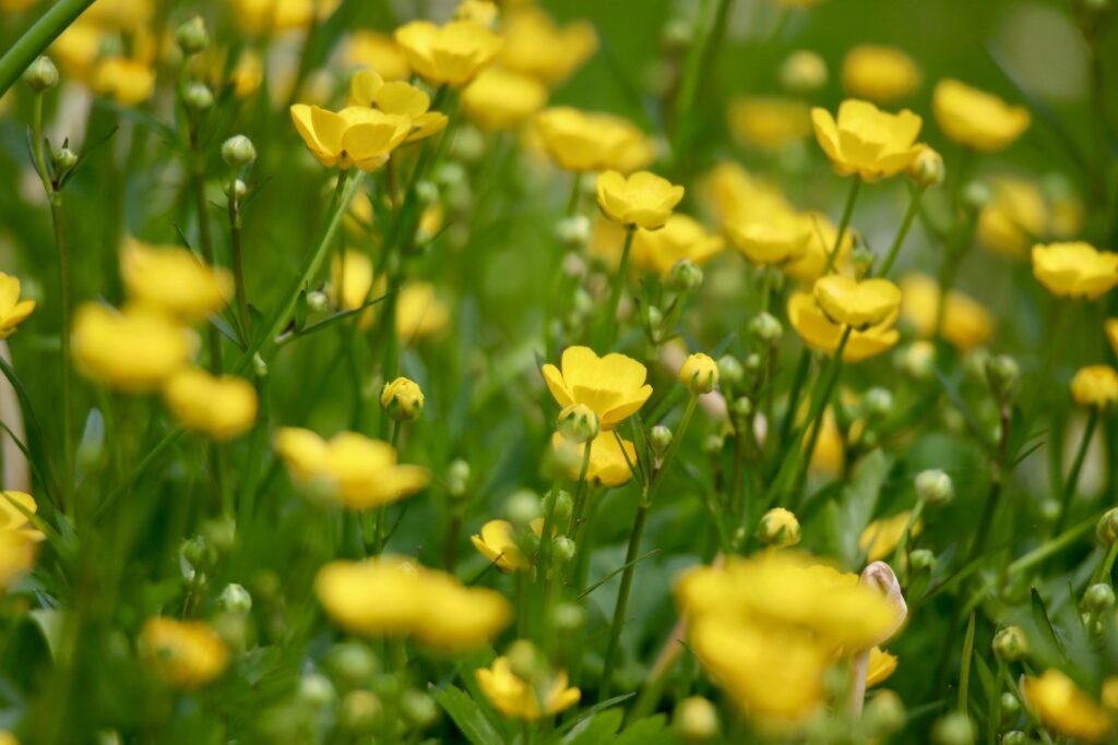Filed of buttercups