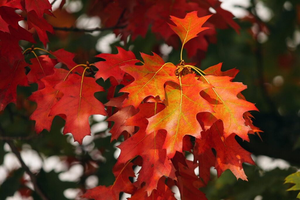 25 Things to Do Before Autumn Ends